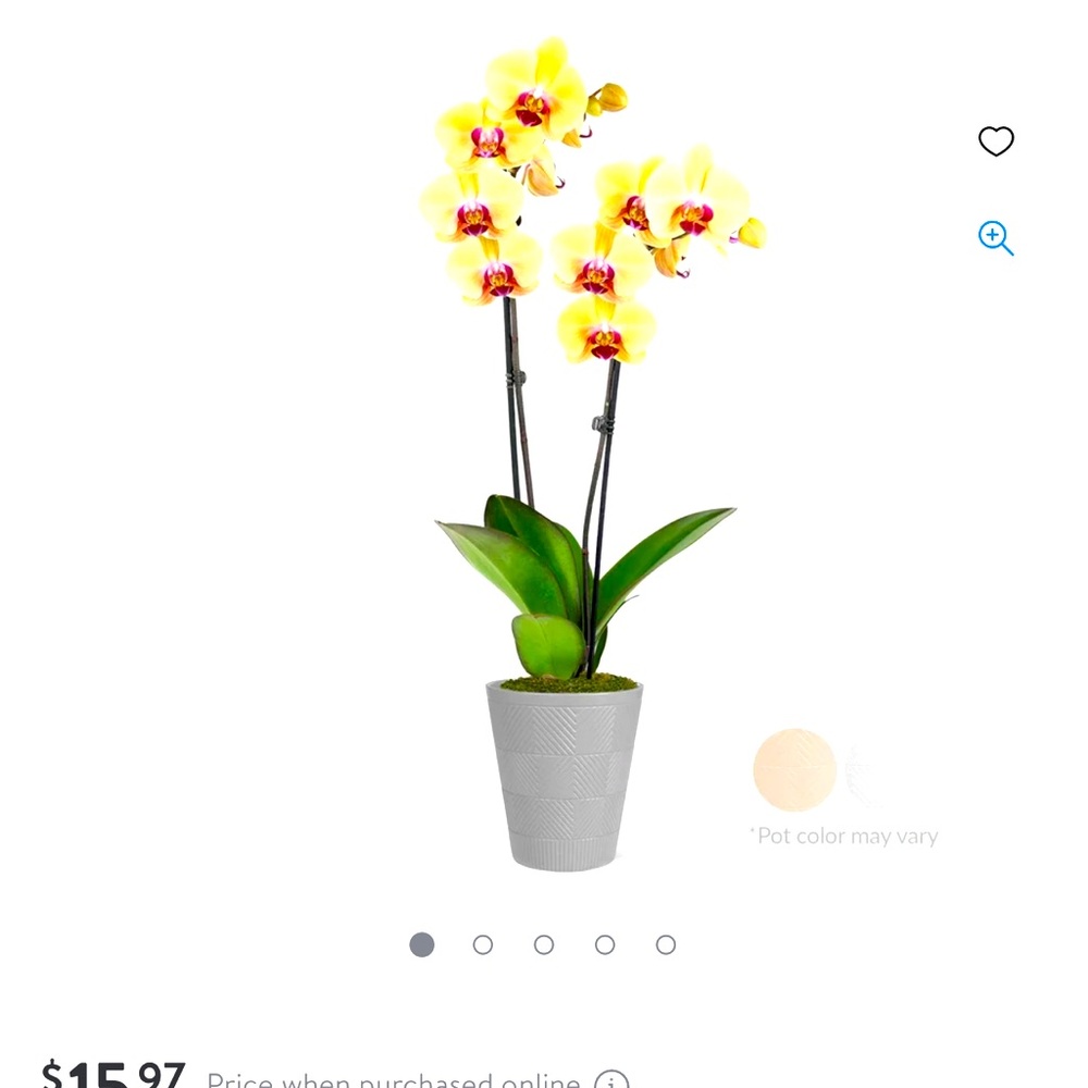 I need an Orchid from Colorado, can anyone help me out?